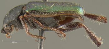Media type: image;   Entomology 24870 Aspect: habitus lateral view